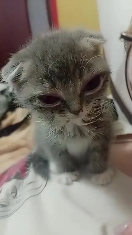 Кот оценивает большой хуй