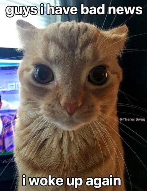 Guys I Have Bad News Cat