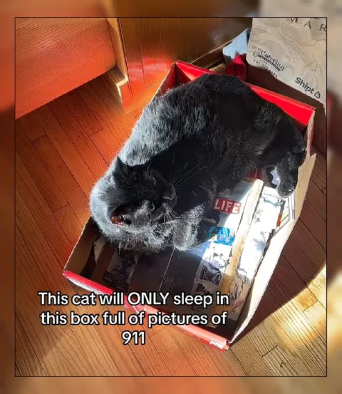 Cat Sleeps in 911 Box