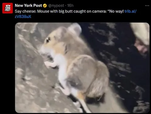 Mouse With a Big Butt Says No Way