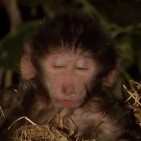 Засыпающий обезьянёнок