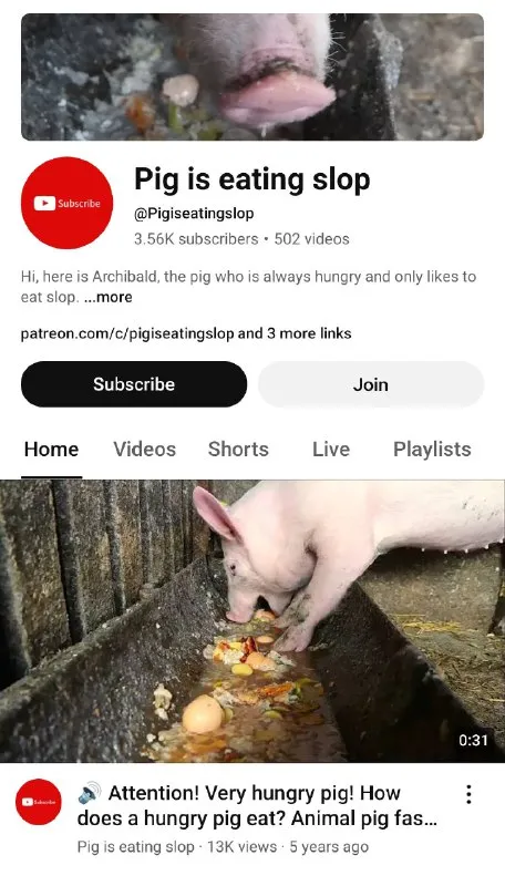 Very Hungry Pig Eating Slop