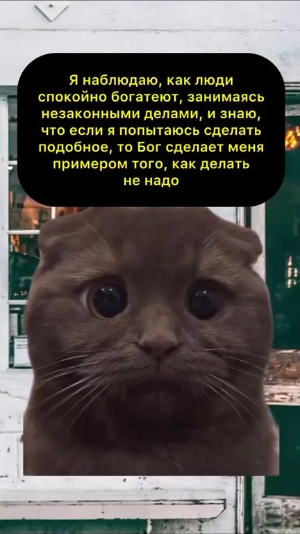 Кот смотрит на незаконное богатство