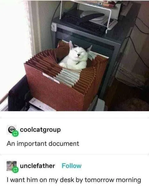 An Important Document Cat