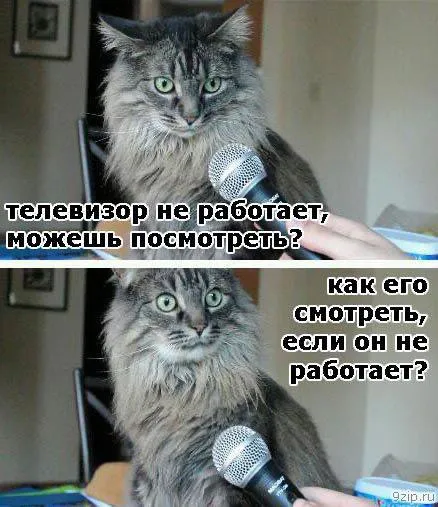Кот объясняет телевизор