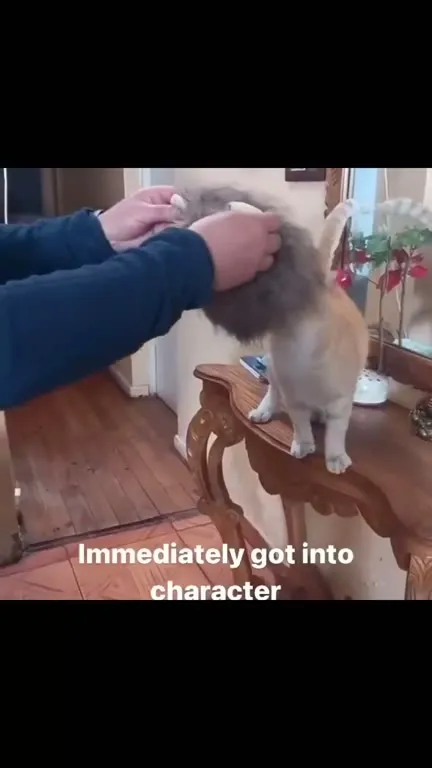 Cat Immediately Becomes a Lion