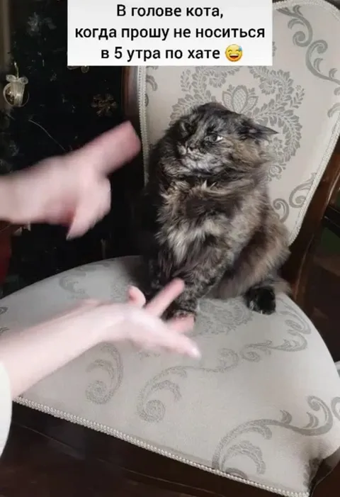 Кот, который не носится по хате