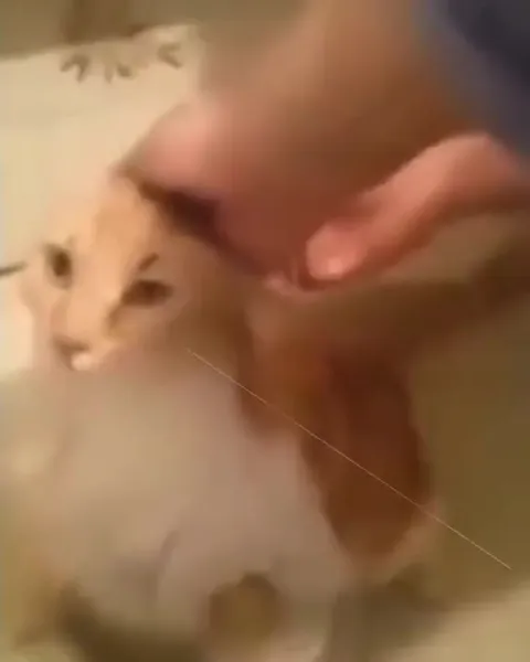 Cats and One Pool Fail