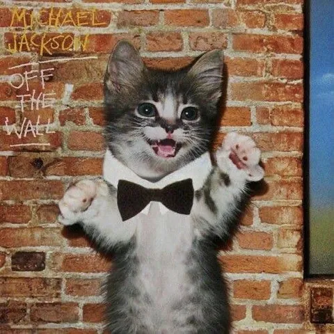 Cat Off the Wall Album Cover