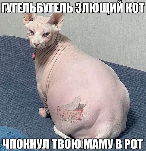 Злющий кот с татуировкой