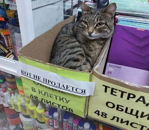 Кот не продается в клетку