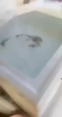 酸菜鱼变成艺术品