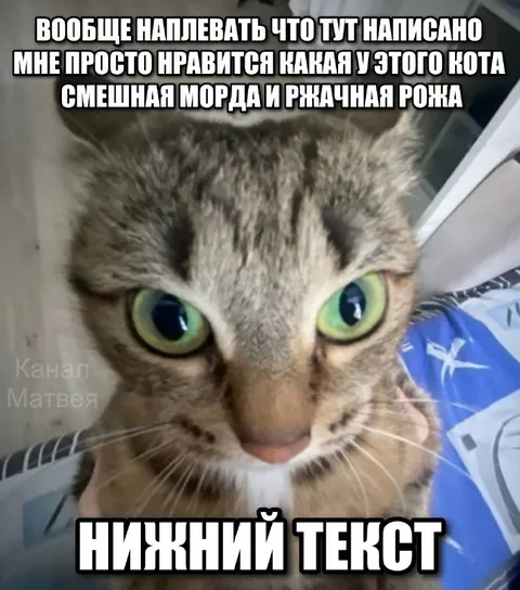 Кот с большими глазами
