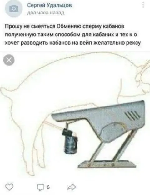Сперма кабанов необычным способом