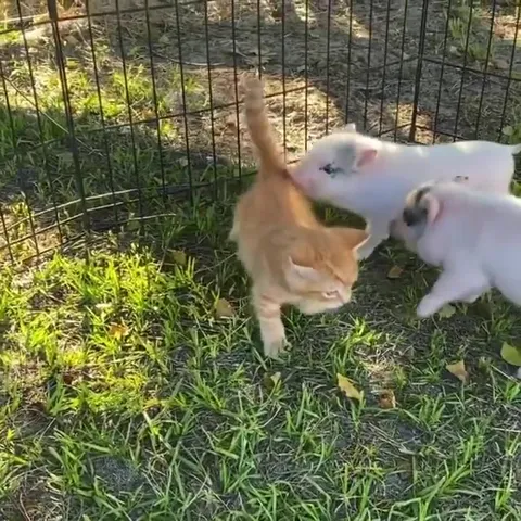 Котёнок среди поросят