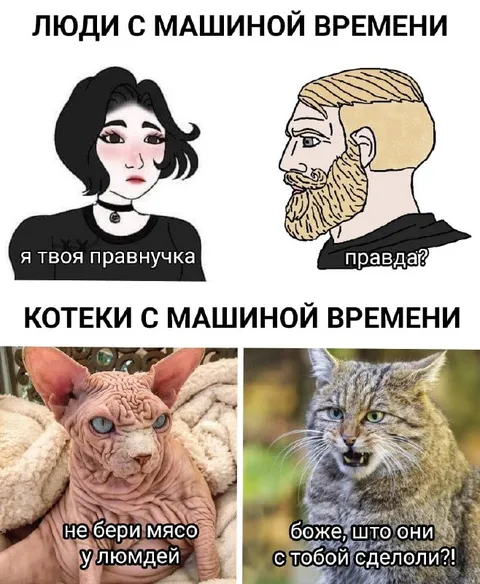 Котики с машиной времени