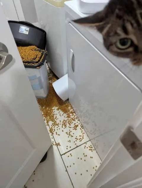 Кот устроил катастрофу с кормом