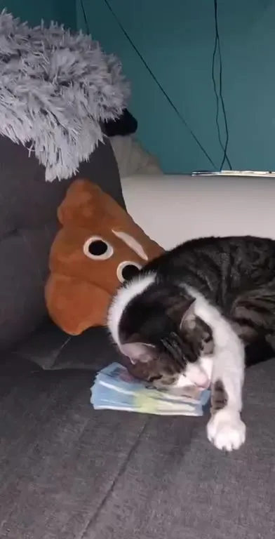 Katze bewacht die Grünen