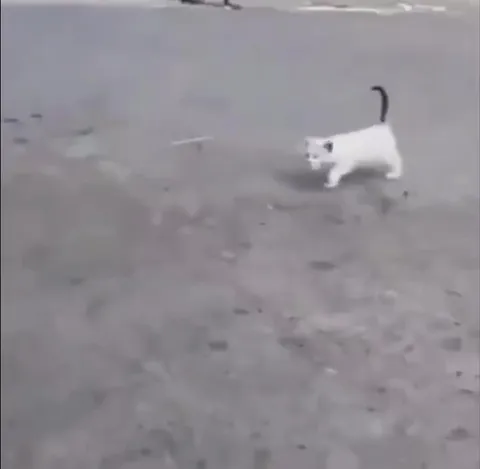 Кот идёт к бордюру