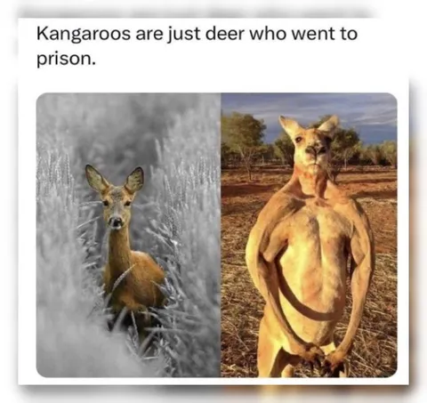 Kangaroo Deer Prison Joke