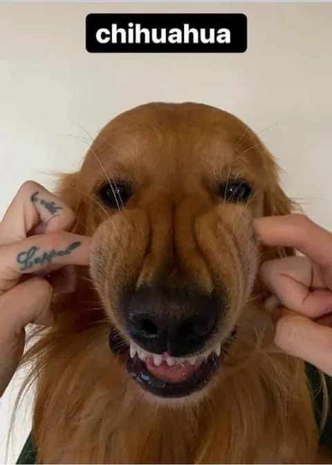 Chihuahua Smiling Like a Human