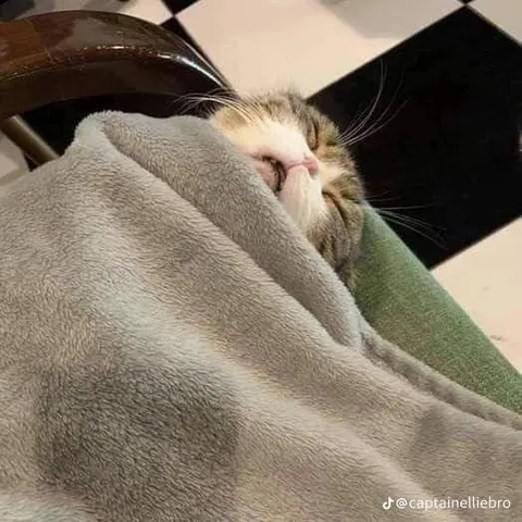 Кот уютно спрятался под пледом