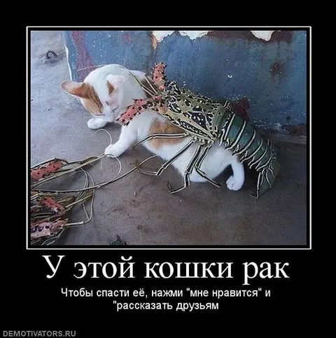 У этой кошки рак