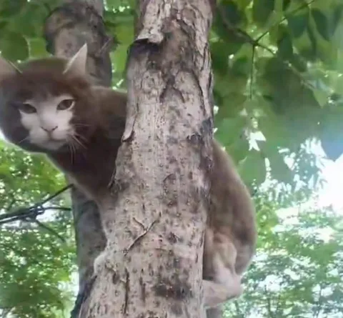 Кот выглядывает из-за дерева