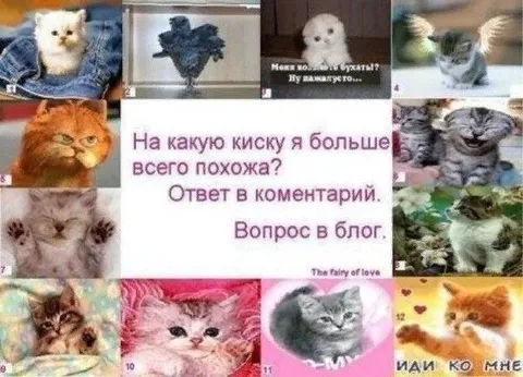 На какую киску похожа