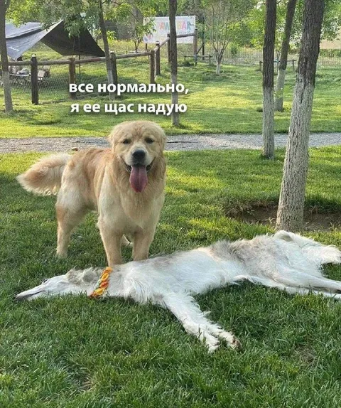 Собака надувает овцу
