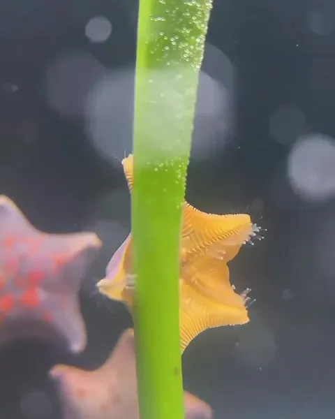 Морские звёзды танцуют на водоросли