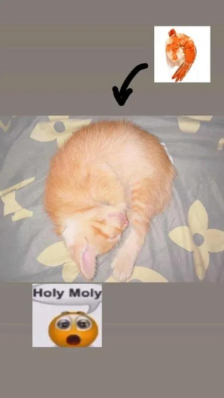 Holy Moly Shrimp Cat