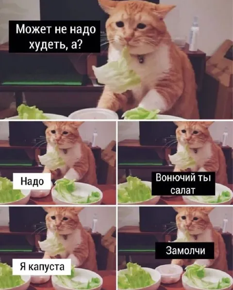 Кот спорит с салатом