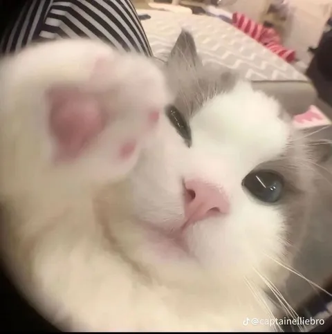 Кот закрывает лицо лапкой