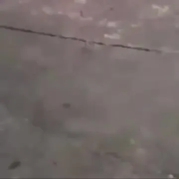 Cats Loading Into Reality