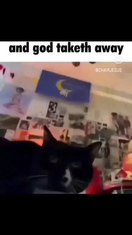 God Giveth, God Taketh Away Cat