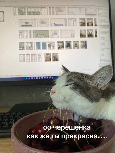 Кот восхищается черешней