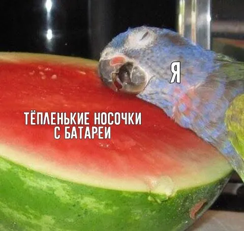 Тёпленькие носочки с батареи