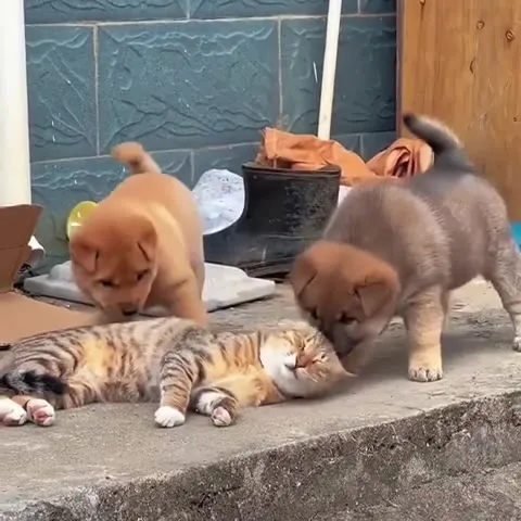 Два щенка достают кота