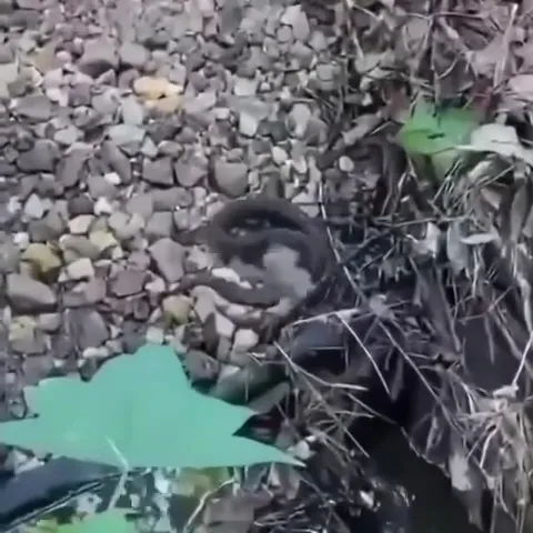 Змея охотится на рыбу