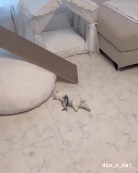 Sleepy Kitten With Fish