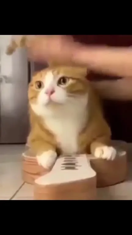 Кот играет на гитаре