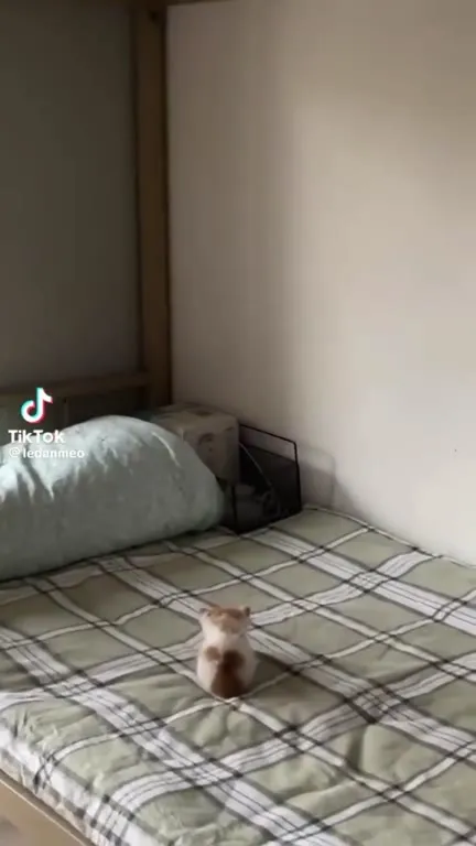 Крошечный котик на кровати