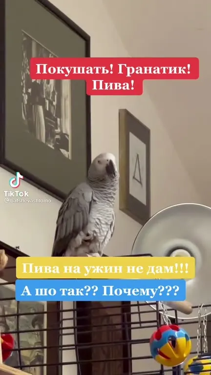 Попугай без пива на ужин