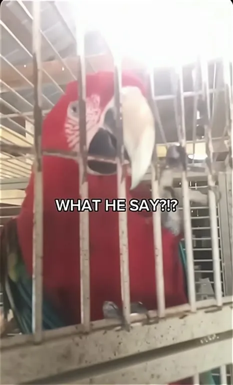What He Say Parrot Reaction