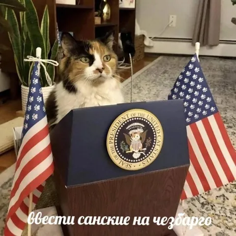 Кот вводит санкции