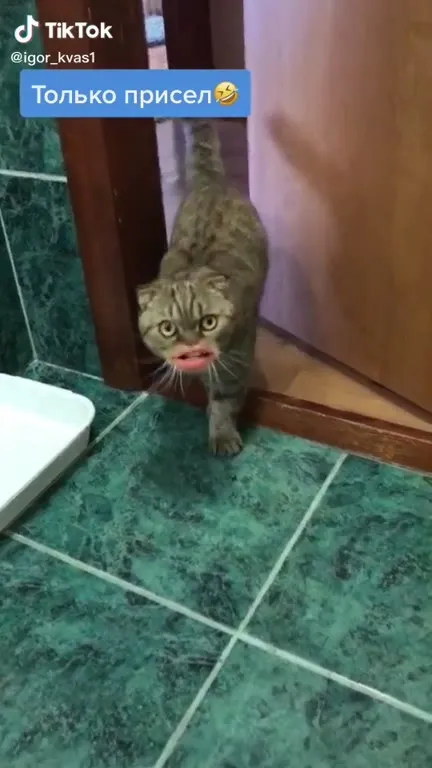 Кот только присел