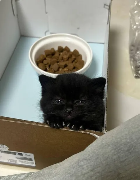 Котёнок выглядывает из коробки