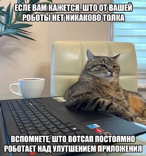 Кот работает над улучшением приложения