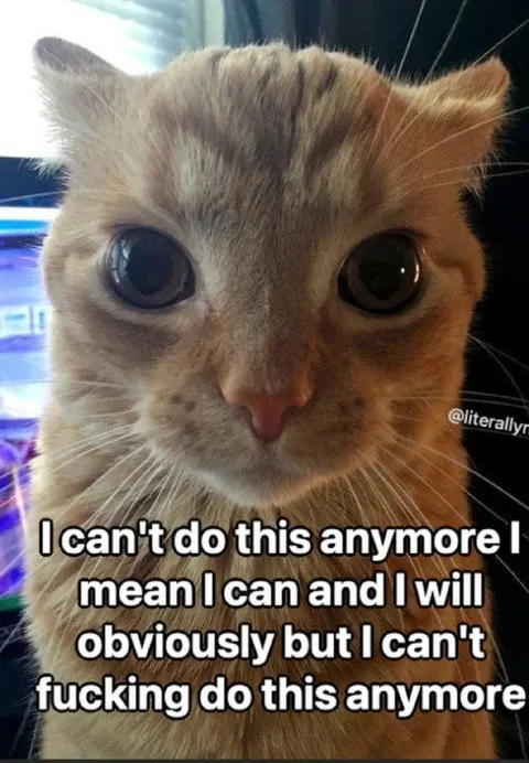 Wide-Eyed Cat Can't Do This Anymore